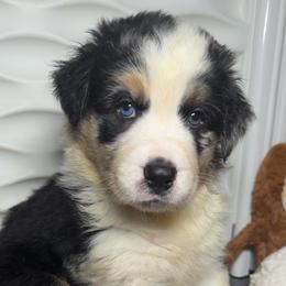 Sweet Boy 1-Black Body with Blue Merle legs and small patches - Blue merle male Australian Shepherd puppy in Mayfield, Kentucky from Hamilton Farms