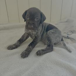 Pointer - Liver roan male German Shorthaired Pointer puppy in Ohio from Eric and Michelle's GSP