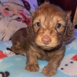 Dachshund puppies from Crowesnest Dachshund