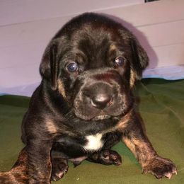 Catahoula Leopard Dogs from 20Mile Catahoulas