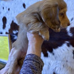 Dachshund Puppies from SchmitZ Dachshunds On The  Concho