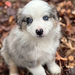 Rocky - Blue merle male Australian Shepherd puppy in Piedmont, Oklahoma from 101 Aussies