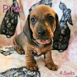 Pink Girl - Red female Dachshund puppy in South Dakota from Grand River Dachshunds