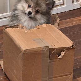 Thunder - Wolf sable male Pomeranian puppy in El Centro, California from BabyBooPoms