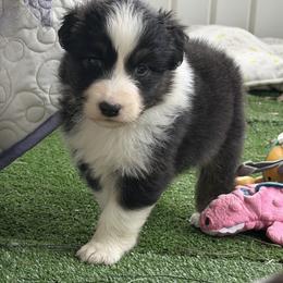 Gable - Black tri-color male Australian Shepherd puppy in Kearney, Nebraska from Helix Aussies