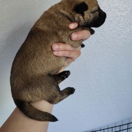 Girl 4 - Fawn female Belgian Malinois puppy in Marshall, Michigan from Dream K9