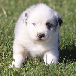 Falcon - Blue merle male Australian Shepherd puppy in Mount Sterling, Ohio from Northern Lights Working Dogs