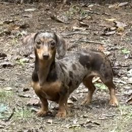 Cece - Dachshund