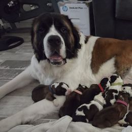 Nala - Saint Bernard