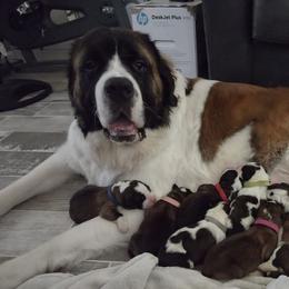 Nala - Saint Bernard