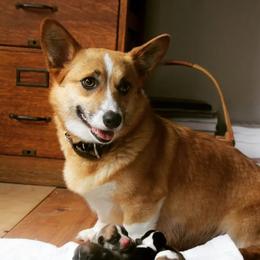 Eula - Pembroke Welsh Corgi