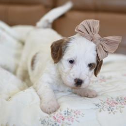 Lola - Parti female Goldendoodle puppy in Berlin, Ohio from Doodle Babys