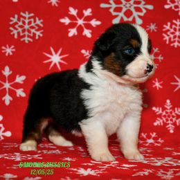 BTF 1 - female Australian Shepherd puppy in Douglas, Georgia from Smooreaussies