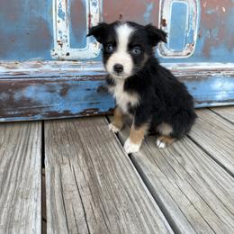 Girl 3 - Black tri female Miniature Australian Shepherd puppy in Ellsworth, Kansas from Flying H Mini Aussies