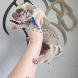 Blue Collar - Harlequin male Great Dane puppy in Alton, Illinois from Show Me Great Danes and Basset Hounds