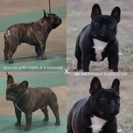 French Bulldog puppies from Double B Bulldogs