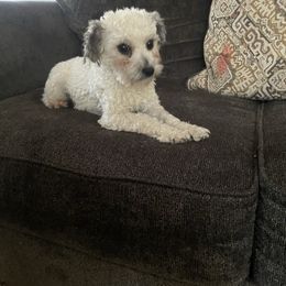 Lulu - Cream female Poodle puppy in Plano, Texas from Dogs lovers