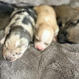 Fiona - Merle female Pomsky puppy in Doon, Iowa from Luxury Pomsky