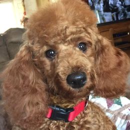 Poodles from Hyco Lake Doodles and Poodles