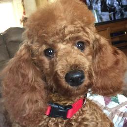 Poodles from Hyco Lake Doodles and Poodles
