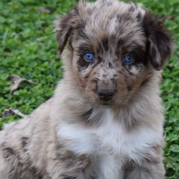 BLISS - Red merle female Australian Shepherd puppy in Nowata, Oklahoma from 4Feathers