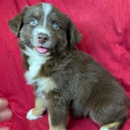 Rosie - Red tri female Toy Australian Shepherd puppy in Hokes Bluff, Alabama from Alegria Toy Aussies