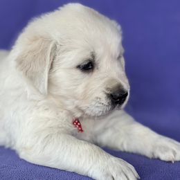 "Ruby" Golden Retriever Puppies from Cream of the Crop Kennel