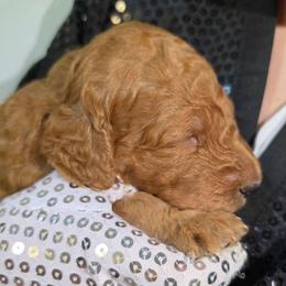 Annie - Red female Labradoodle puppy in Lansing, North Carolina from Murphy Manor Mountain Doodles