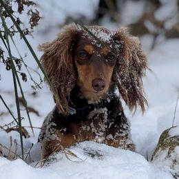 Cookie - Dachshund