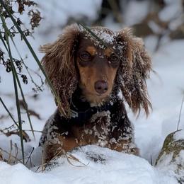 Cookie - Dachshund