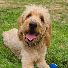 Belle - Goldendoodle