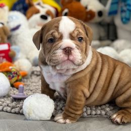 Dasher - Bulldog puppy from Kansas Grand St English & French Bulldogs