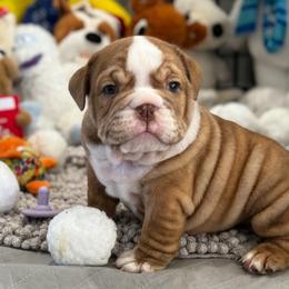 Dasher - Bulldog puppy from Kansas Grand St English & French Bulldogs