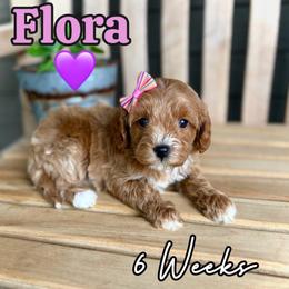 Flora - Red female Cavapoo puppy in Runaway Bay, Texas from Green Ranch Doodles