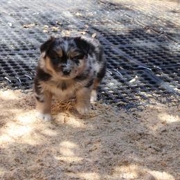 Bluey - Blue merle female Australian Shepherd puppy in Sonoita, Arizona from Gardner Canyon Kennels