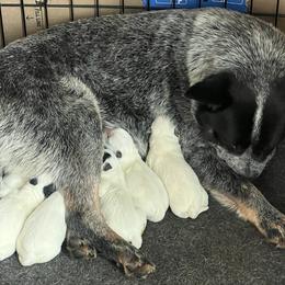 Girl 3 - Blue female Australian Cattle Dog puppy in Irvington, Kentucky from Dry Valley’s Australian Cattle Dogs