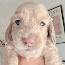 Zack Morris - Cream male Dachshund puppy in Perris, California from The Dach House
