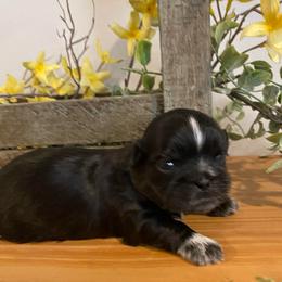 Girl 1 - Black female Shih Tzu puppy in Lexington, North Carolina from SCS Shih Tzus