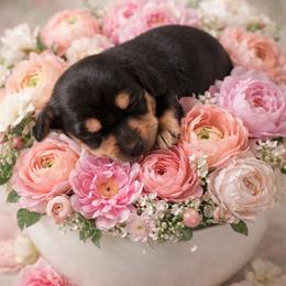 Eli - Black and cream male Dachshund puppy in El Cajon, California from Lisa Buxton
