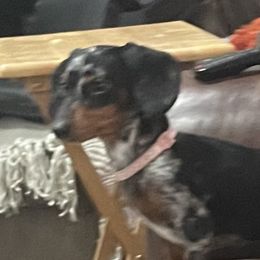 Dachshunds from Brimstone Hollow Dachshunds