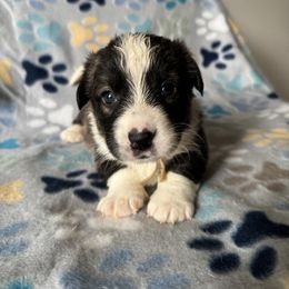 Lilly - Brindle and white female Cardigan Welsh Corgi puppy in Wekiwa Springs, Florida from It is Corgiland