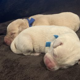 Dilute Retriever Puppies from Royalty Retrievers