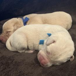 Dilute Retriever Puppies from Royalty Retrievers