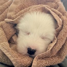 Poppy - Black and white female Old English Sheepdog puppy in Chattanooga, Tennessee from River City Doodles TN