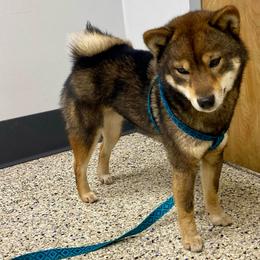 Mika - Shiba Inu