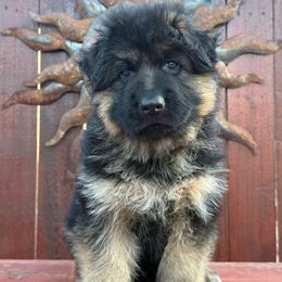 Boy 2 - Black and red male German Shepherd puppy in Quincy, Washington from Sir Puente German Shepherds