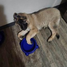 German Shepherd Puppies from Urekar Haus