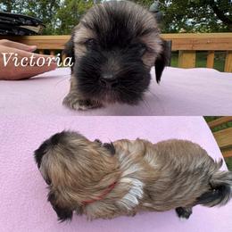 Victoria - Red gold female Lhasa Apso puppy in Cincinnati, Ohio from Shangri-La Lhasa Apsos