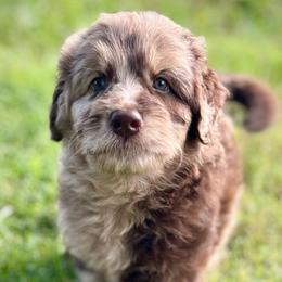 Lady Harriett - Chocolate female Assorted Doodle Crosses puppy in Kansas City, Missouri from Beary GoldenDoodles