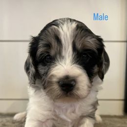 Aussiedoodle Puppies from Avery's Aussiedoodles